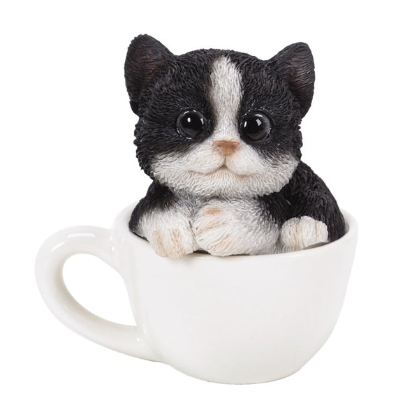 teacup kitten