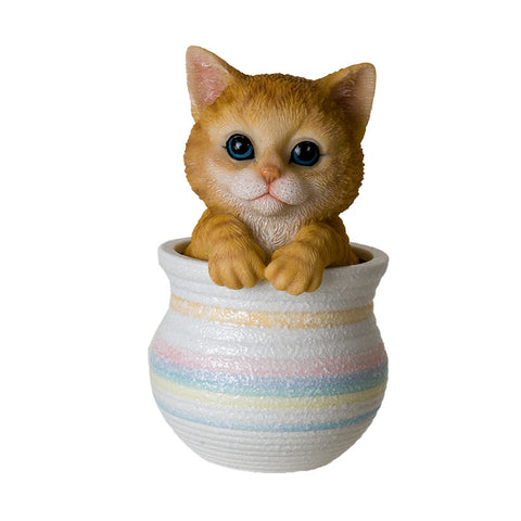 ORANGE TABBY KITTEN IN POT C/12