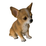 CHIHUAHUA PUPPY C/12