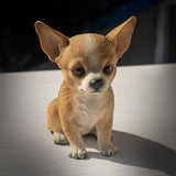 CHIHUAHUA PUPPY C/12