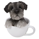 SCHNAUZER TEACUP PUP, C/12