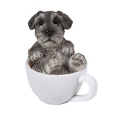 SCHNAUZER MINI TEACUP PUPS C/36