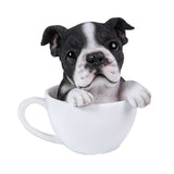 BOSTON TERRIER TEACUP PUPS, C/12