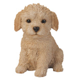 LABRADOODLE PUPPY C/6