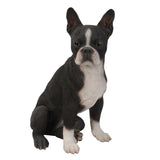 BOSTON TERRIER C/1