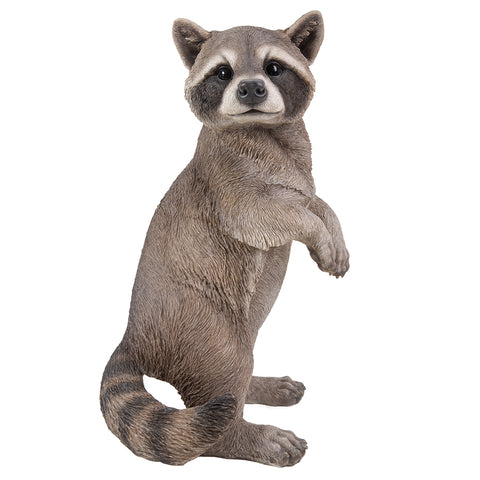 RACCOON C/1