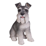 SCHNAUZER C/1