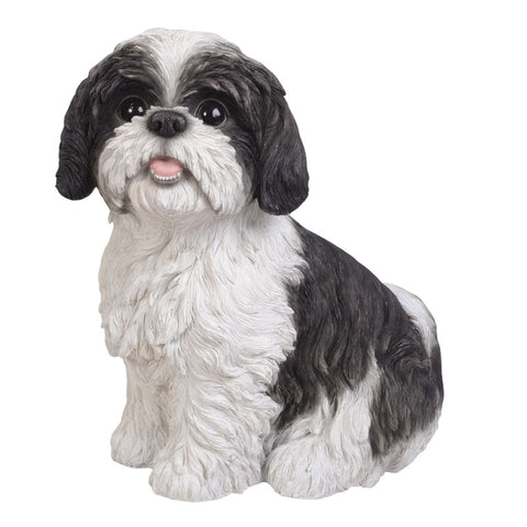 SHIH TZU C/1