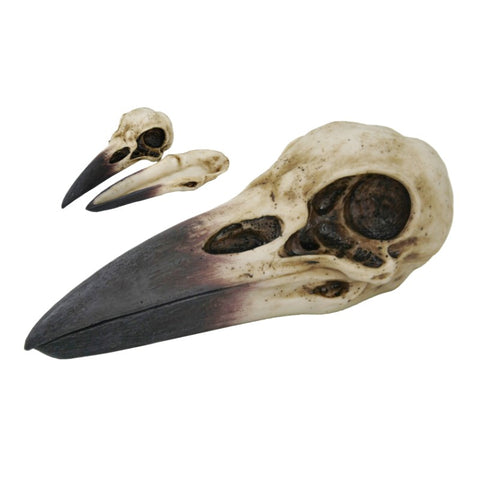 RAVEN SKULL C/24