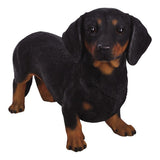 DACHSHUND C/1