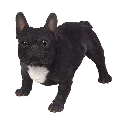 FRENCH BULLDOG  C/1