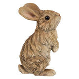 DRIFTWOOD RABBIT C/1