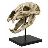 BLACK BEAR SKULL, C/4