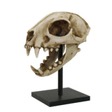 BOB CAT SKULL C/12