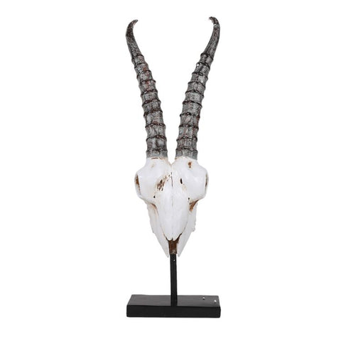 SPRINGBOK SKULL C/2