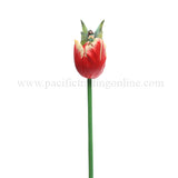 TULIP FLITTY C/12