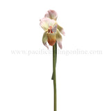 DISC-LADYSLIPPER ORCHID FLITTY C/12