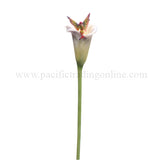 DISC-CALLA LILLY FLITTY C/12